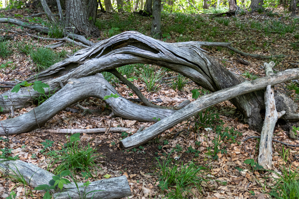 Foresta Deiva - Forte Lodrino (Giovo Ligure), Savona.