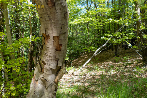 Foresta Deiva - Forte Lodrino (Giovo Ligure), Savona. photo