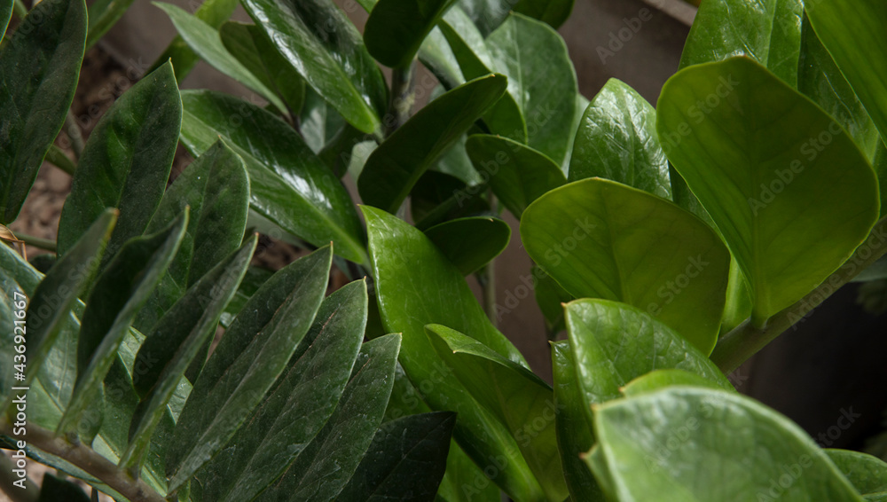 Flora. Closeup view of a Zamioculcas zamiifolia, also known as Zanzibar gem, stem and green leaves. Flora. Closeup view of a Zamioculcas zamiifolia, also known as Zanzibar gem, stem and green leaves.