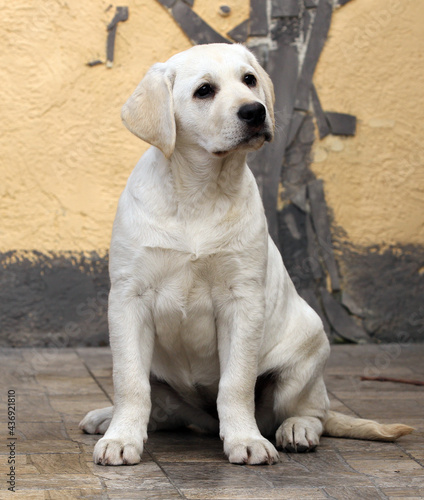 Fototapeta Naklejka Na Ścianę i Meble -  nice yellow labrador puppy portrait