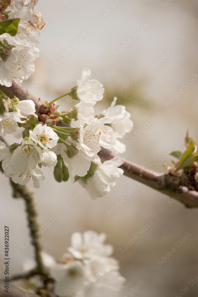 Obraz premium Kirschblüte