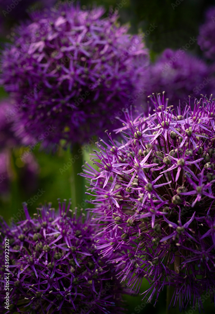 Ornamental Allium (Allium aflatunense) in the garden, natural background, vertical. Ornamental Allium (Allium aflatunense) in the garden, natural background, vertical.