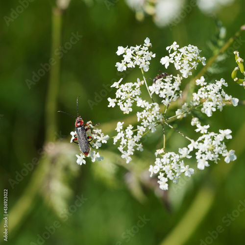 Cantharis rustica ou téléphore moine ou cantharide rustique posé sur fleur en ombelle en forêt-Noire Allemagne du sud