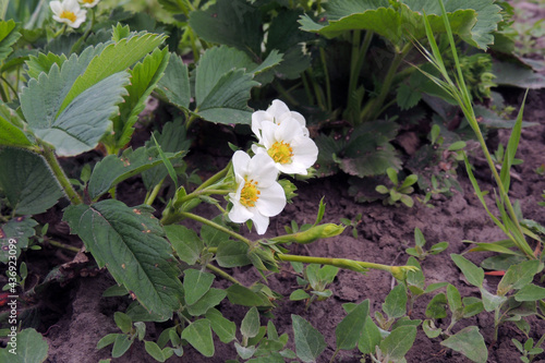 strawberry blossoms in the garden