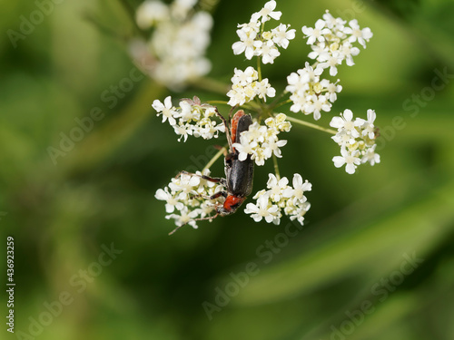 Cantharis rustica ou téléphore moine cherchant du nectar et chassant des petits insectes sur une fleur blanche en forme d'ombelle 