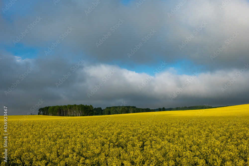 Blooming rape field, forest on the horizon, blue sky with white and gray clouds