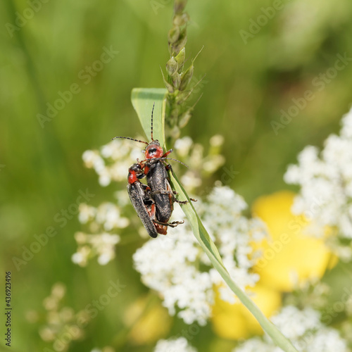 Accouplement de coléoptères téléphores moines ou cantharis rustica en équilibre au bout d'un brun d'herbe