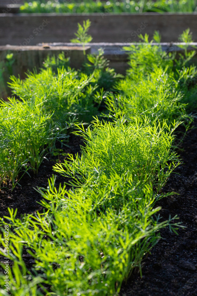 Green fresh dill grow in garden. Vegetables growing in rows. Green fresh dill grow in garden. Vegetables growing in rows.