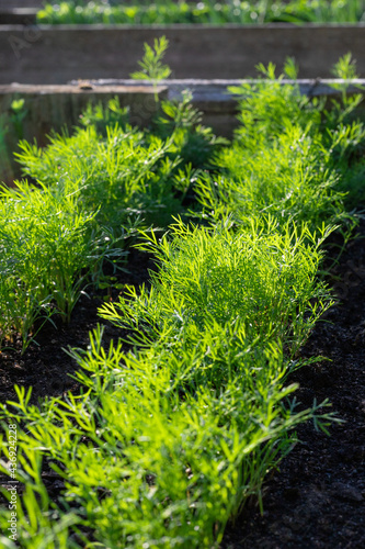 Green fresh dill grow in garden. Vegetables growing in rows.