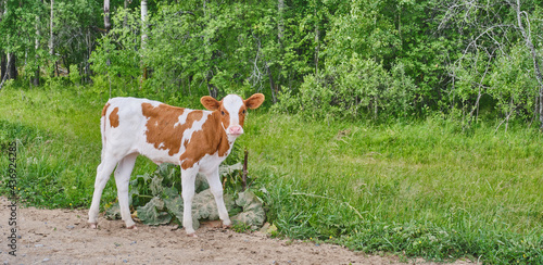 Portrait of cute brown and white bull calf looking at camera