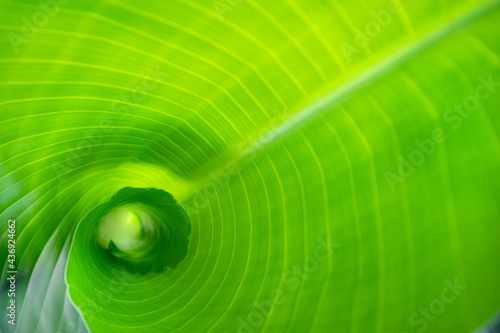 Detail of young green strelizia, bird paradise, leaf unfolding.