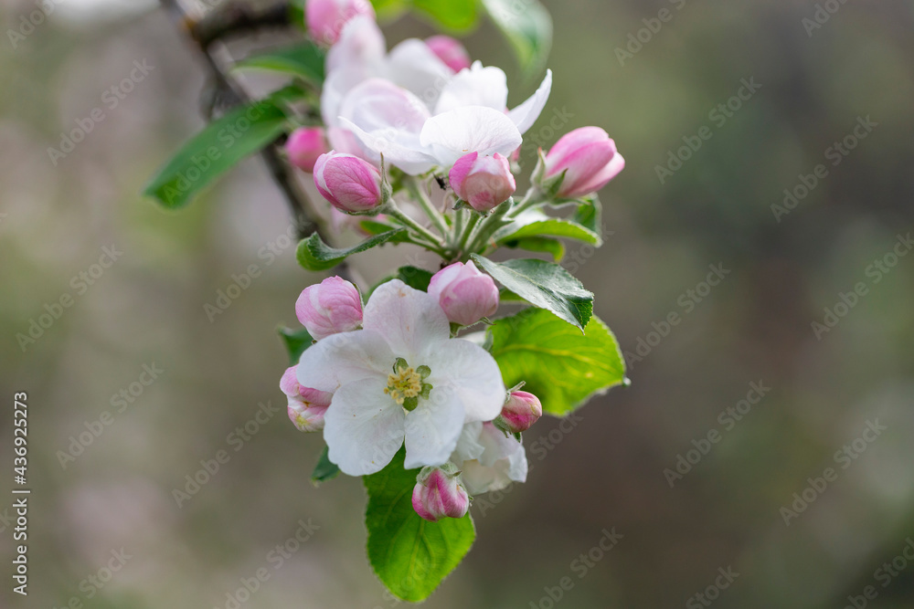Obraz premium Apple tree flower close-up. Apple orchard in bloom. Beautiful pink and white apple tree flowers. Flowers and buds of apple tree on a blurred background. Malus domestica flower. 