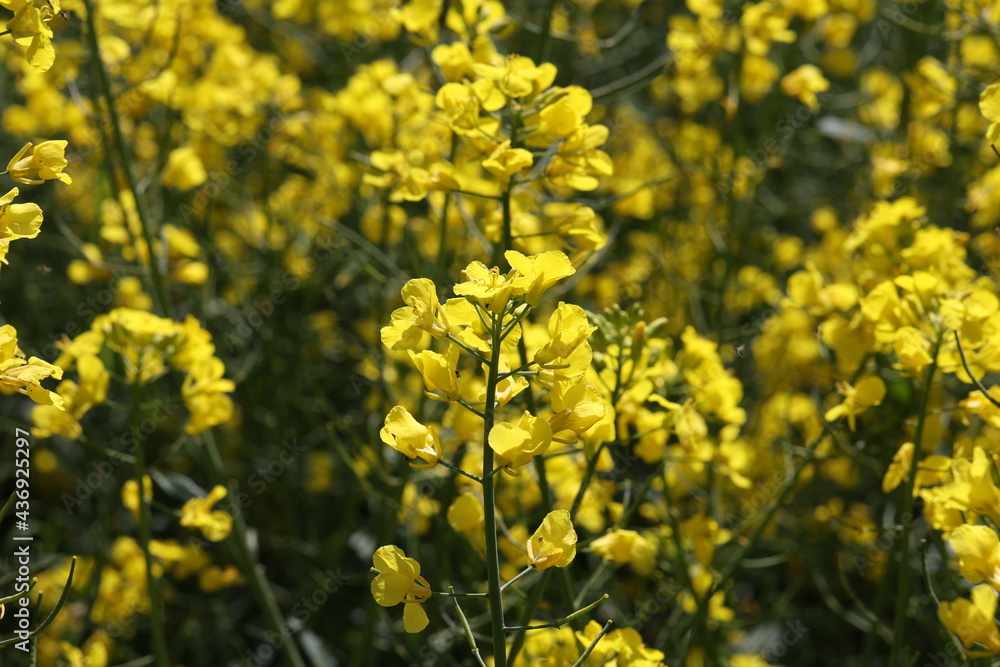 Yellow rapeseed flowers in a field in spring Yellow rapeseed flowers in a field in spring