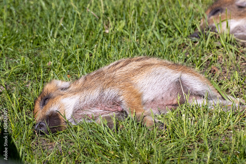 Fototapeta Naklejka Na Ścianę i Meble -  Odpoczywające prosie dzika