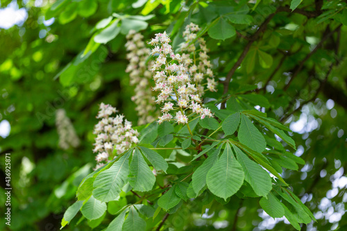 Aesculus hippocastanum, the horse chestnut is a species of flowering plant in the family Sapindaceae. Blossoming chestnut tree in spring. Aesculus hippocastanum. Aesculus hippocastanum blossoming tree photo