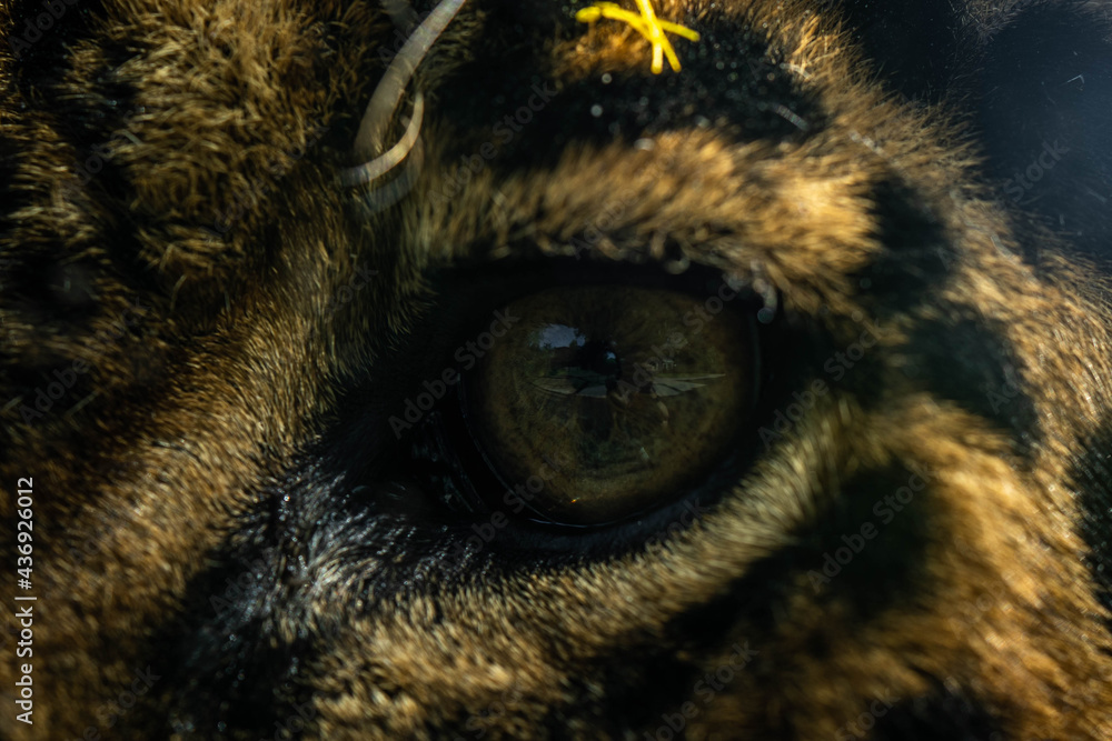 jaguar eye at close range, incredible wildlife