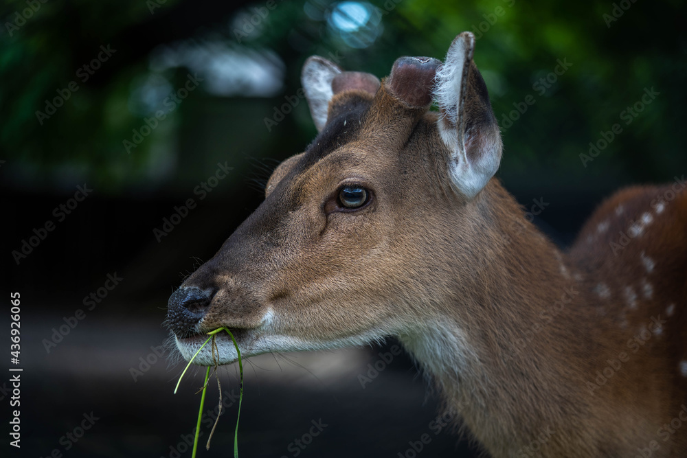 Fototapeta premium portrait of a beautiful gentle deer, incredible wildlife