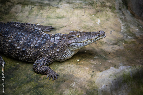 crocodile lying on a stone, incredible wildlife