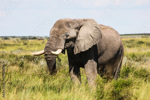 A Wild Botswana Elephant in the Okavango Delta 