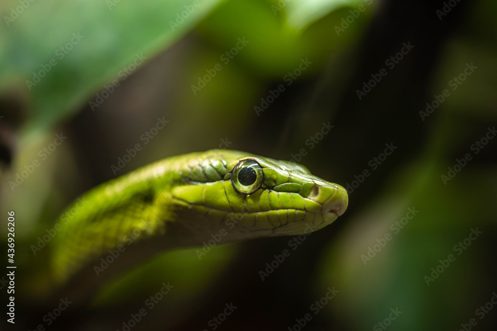 the green snake lurks in the branches, incredible wildlife the green snake lurks in the branches, incredible wildlife