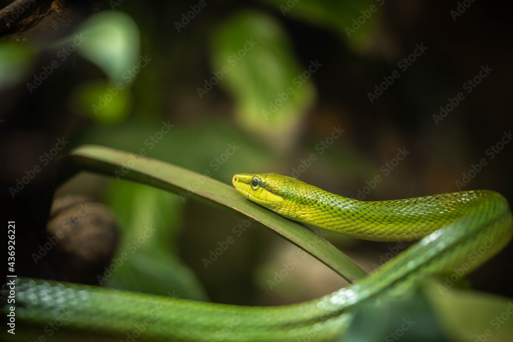 green snake resting in the branches, incredible wildlife green snake resting in the branches, incredible wildlife