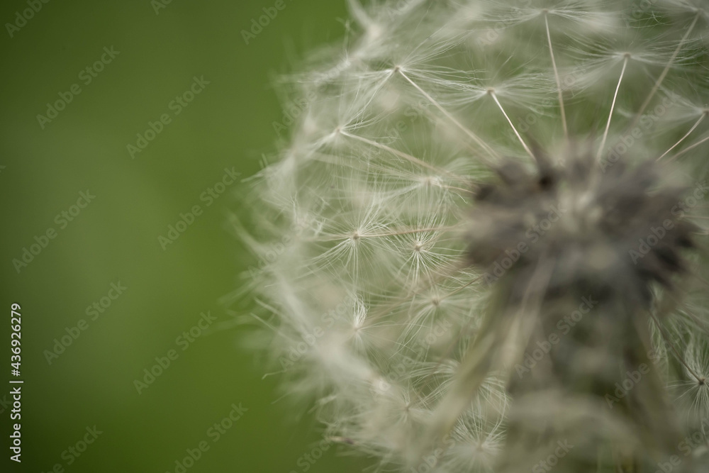 Fototapeta premium ripe tender dandelion, selective focus, incredible wildlife