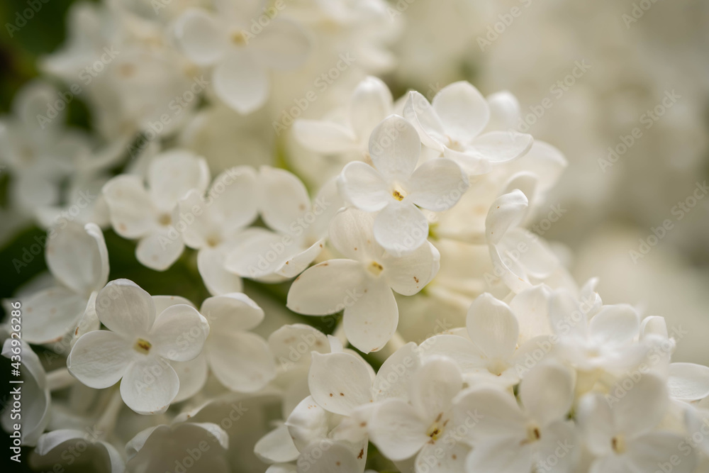 white lilac blooms in the park, incredible wildlife white lilac blooms in the park, incredible wildlife