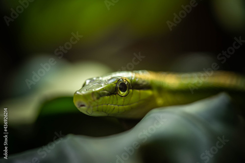 the green snake lurks in the branches, incredible wildlife