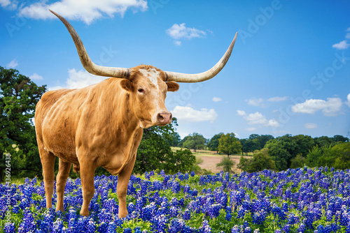 Texas Longhorn standing in the bluebonnets in spring pasture. Blue sky and white clouds with copy space. photo