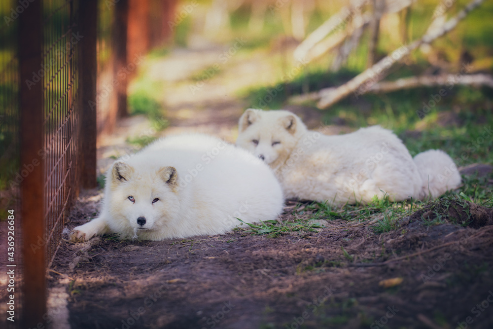 Arctic foxes rest in early summer in the reserve Arctic foxes rest in early summer in the reserve