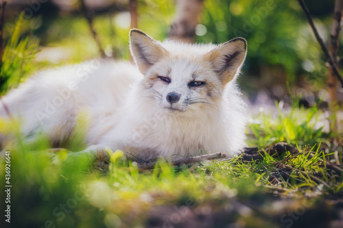 A fox resting among the greenery in early summer