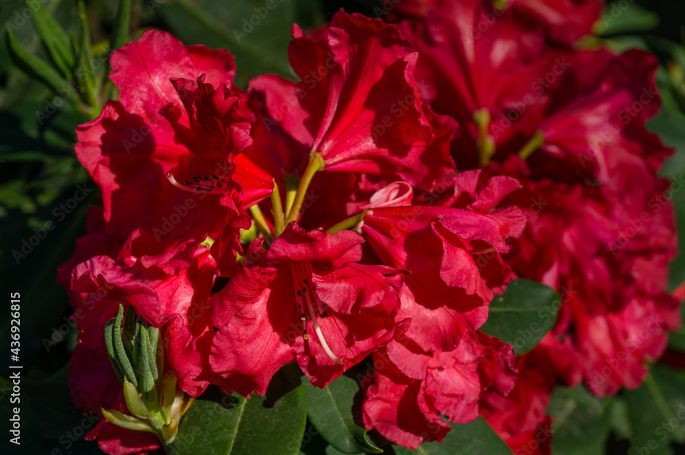 Bright red Rhododendron Azalea close-up. Luxury colorful inflorescences of rhododendron in spring Arboretum Park Southern Cultures in Sirius (Adler). Nature wallpaper, copy space Bright red Rhododendron Azalea close-up. Luxury colorful inflorescences of rhododendron in spring Arboretum Park Southern Cultures in Sirius (Adler). Nature wallpaper, copy space