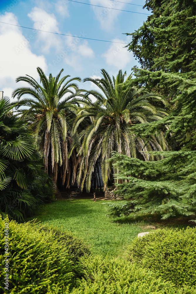 Sochi, Russia, July 27, 2019: the best resort in the south of russia, the black sea,, a view of the parks, a walk through Sochi. Sochi, Russia, July 27, 2019: the best resort in the south of russia, the black sea,, a view of the parks, a walk through Sochi.