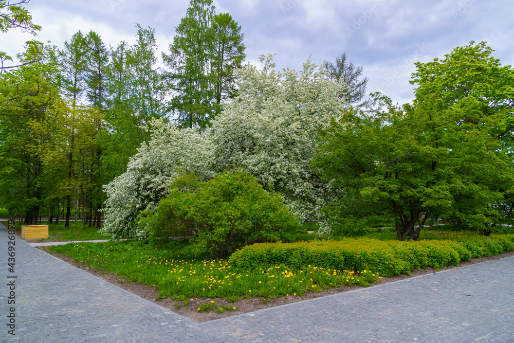 Flowering apple trees in a city park in early summer