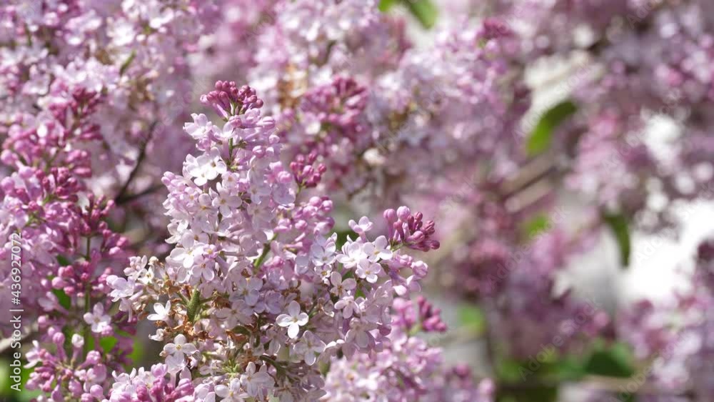 Beautiful purple lilac blossom tree is blooming in the city park at springtime. Selected focus. Blur background. Beautiful purple lilac blossom tree is blooming in the city park at springtime. Selected focus. Blur background.