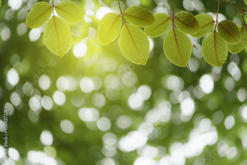 Green leaf for nature on blurred background 