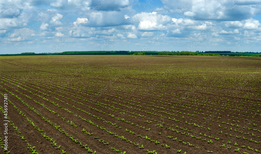 field with rows of sugar beet sprouts