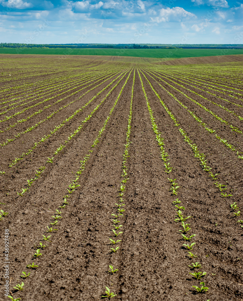 sugar beet sprouts rows on a cultivated agricultural field