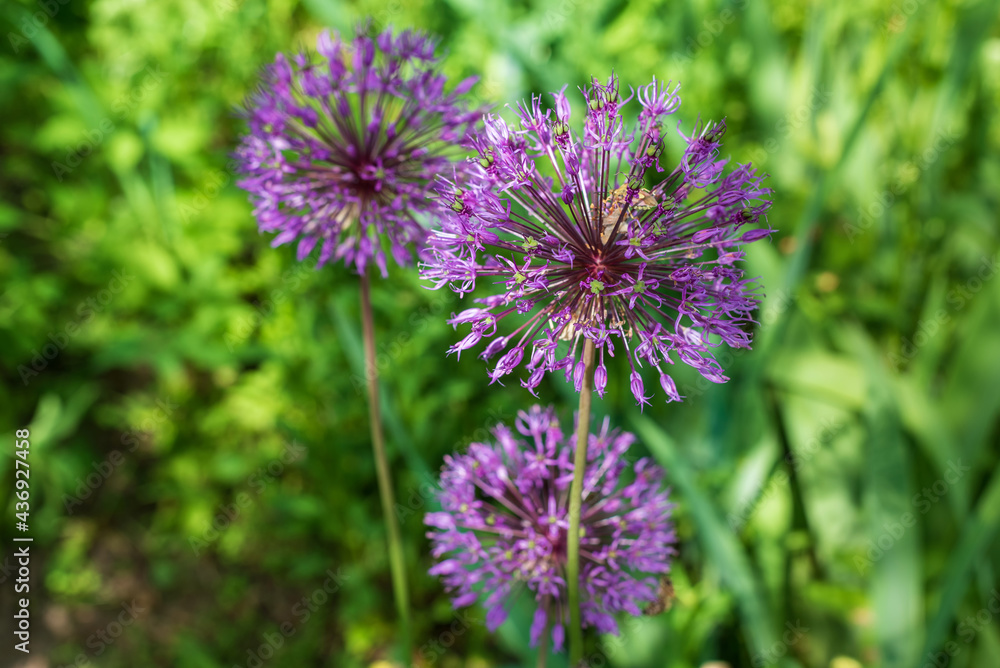 Purple Allium aflatunense flowers on a bright green blurred background. Purple Allium aflatunense flowers on a bright green blurred background.