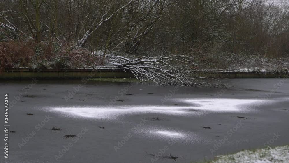Fallen tree on ice covered canal in winter after snowfall Fallen tree on ice covered canal in winter after snowfall