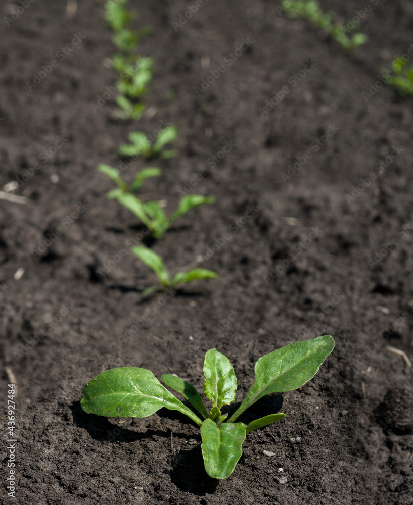 top view closeup of a row of sugar beet sprouts top view closeup of a row of sugar beet sprouts