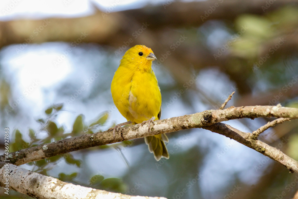 Yellow Earth Canary ( Sicalis flaveola ) on tree branch in selective focus with blurred background in shallow depth of field Yellow Earth Canary ( Sicalis flaveola ) on tree branch in selective focus with blurred background in shallow depth of field