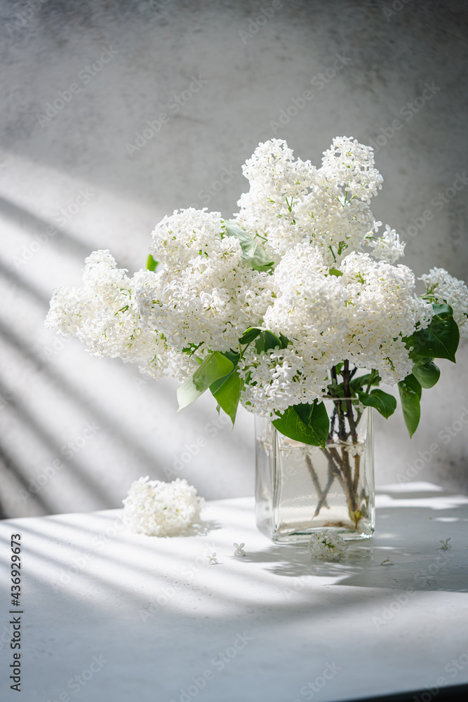 White Lilac flowers bouquet in a jug against a white background with shadows