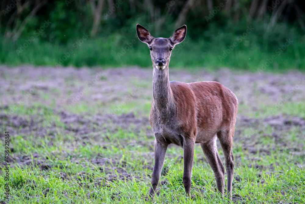 Fototapeta premium Łania na polu