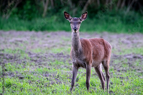 Fototapeta Naklejka Na Ścianę i Meble -  Łania na polu