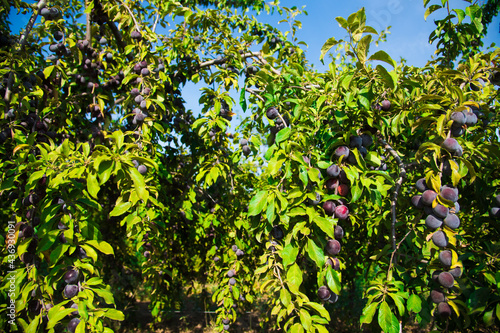 Plums on the branches of trees