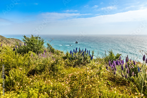 Wonderful blooming wildflowers on the coast at Big Sur, California in springtime