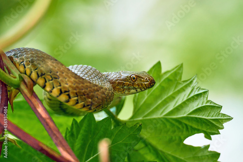snake in the wild - Natrix tessellata photo