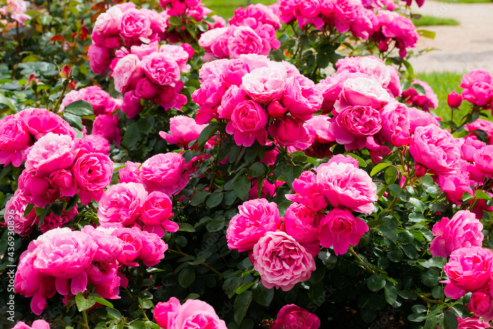 Leonardo da Vinci rose bushes. Roses in bloom in May, pink roses. Leonardo da Vinci rose bushes. Roses in bloom in May, pink roses.