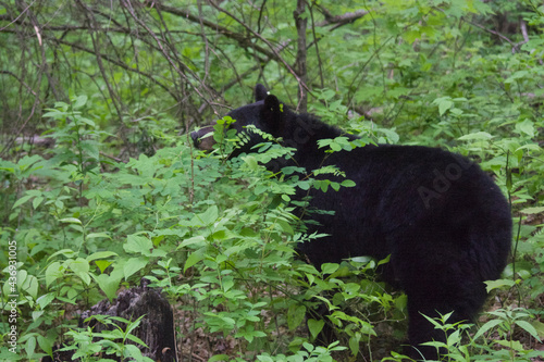 Black Bears in the Smokey Mountains